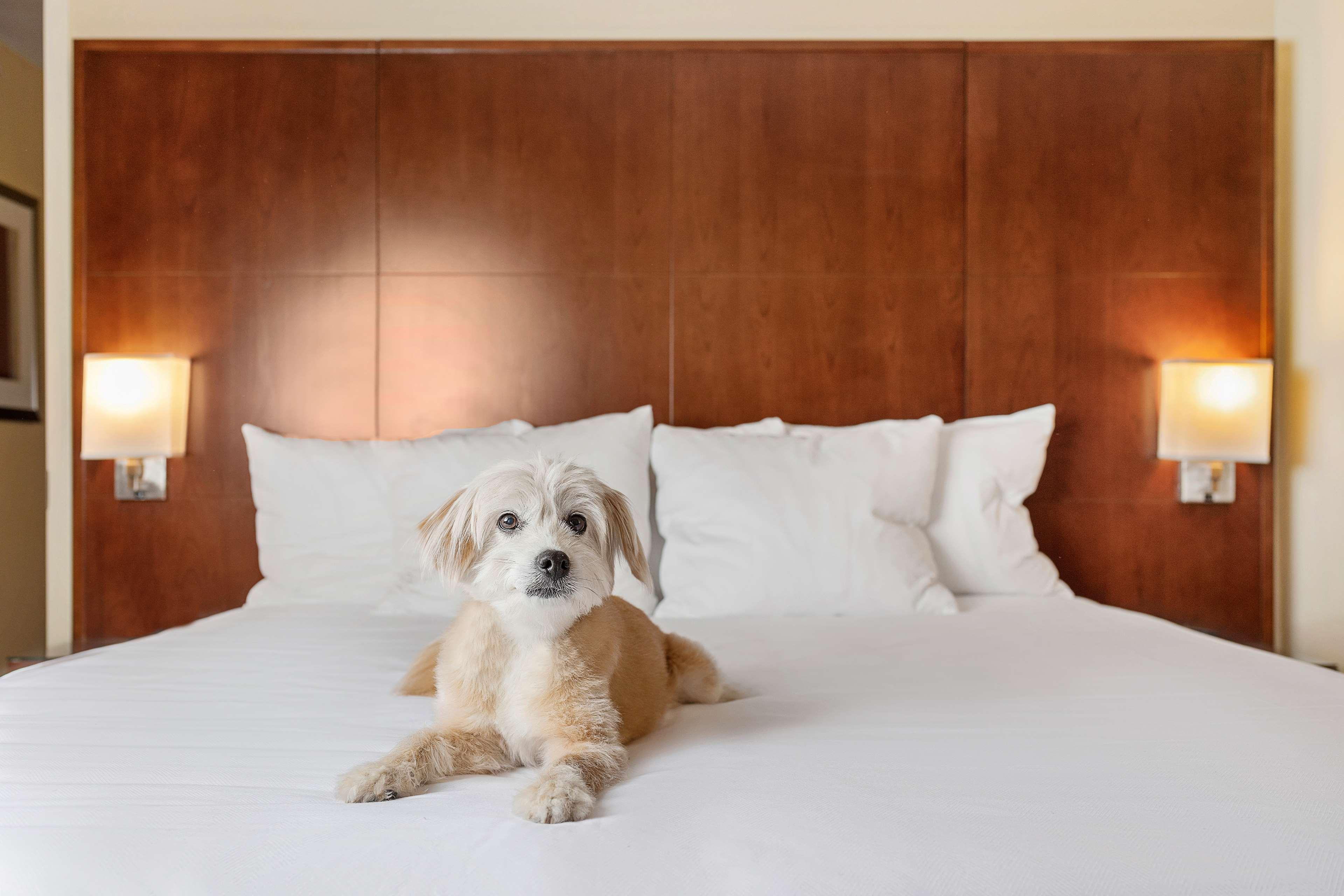 Hyatt Regency Houston Downtown Hotel Bagian luar foto